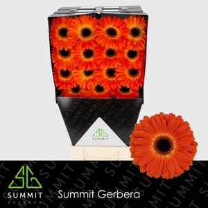 Gerbera Medina Diamond