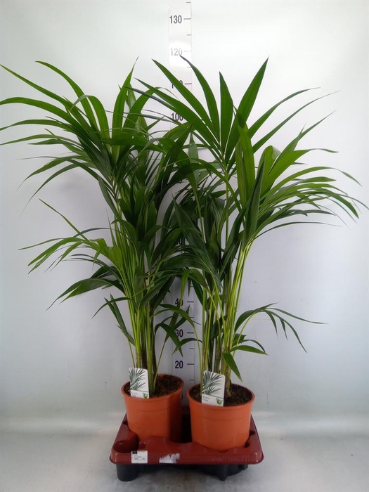 <h4>Howea forsteriana</h4>