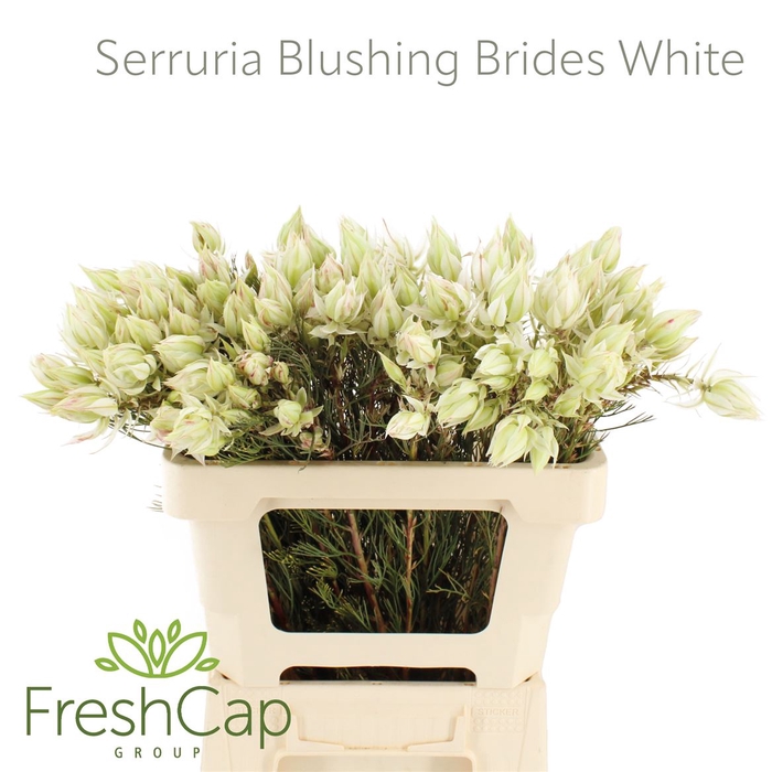 Serruria Blushing Brides White 1-3 Flwrs