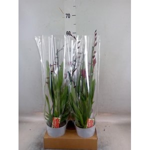 Burrageara  'Nelly Isler'