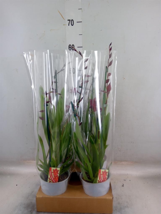 <h4>Burrageara  'Nelly Isler'</h4>