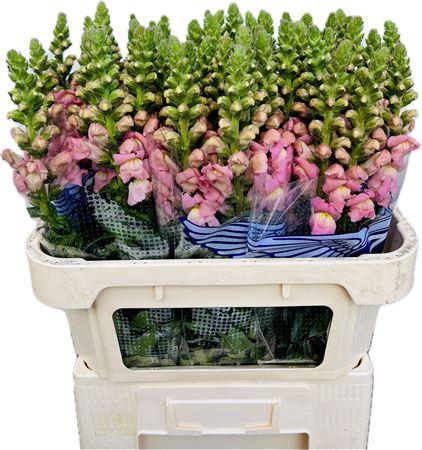 <h4>Antirrhinum Opus Pink</h4>
