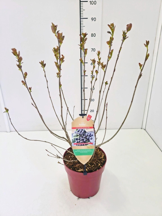 <h4>Aronia melanocarpa</h4>