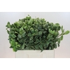 Pittosporum Ilan