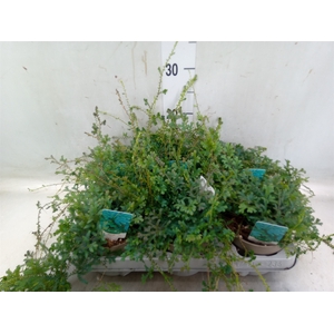 Selaginella uncinata 'Peacock'