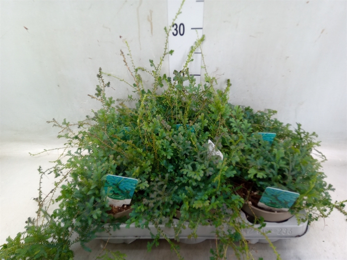 <h4>Selaginella uncinata 'Peacock'</h4>