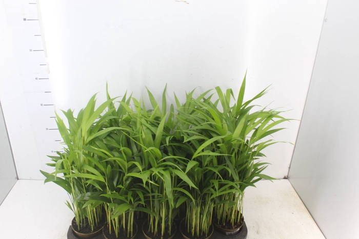 <h4>ARECA BAMBU P11</h4>