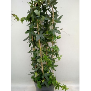 Passiflora caerul. 'Clear Sky'
