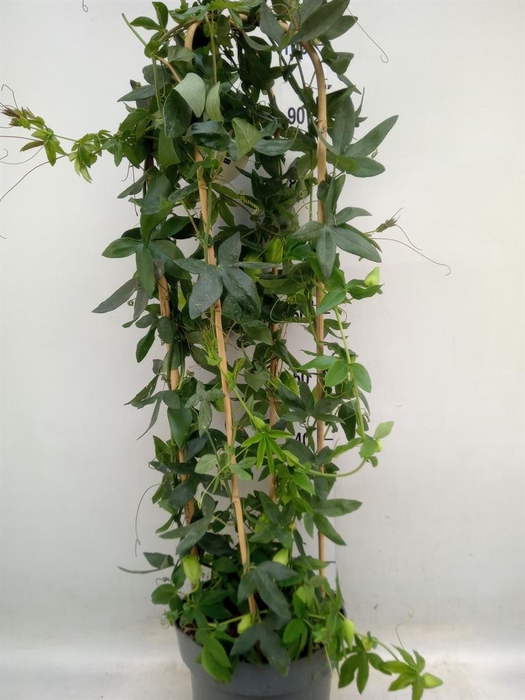 <h4>Passiflora caerul. 'Clear Sky'</h4>