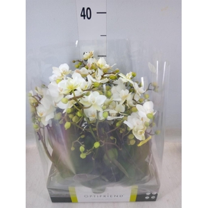 Phalaenopsis multi.   ...white