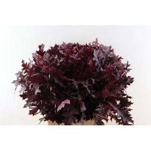Quercus Red Opgetrokken