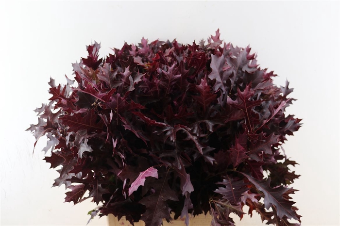 <h4>Quercus Red Opgetrokken</h4>