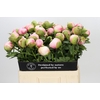 Paeonia Colonel Owen Cousins