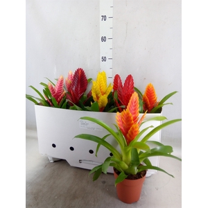 Vriesea   ...mix 5