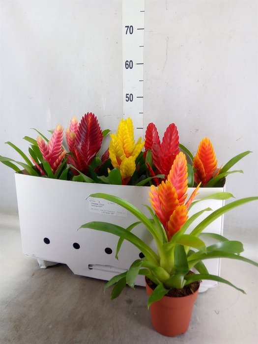 <h4>Vriesea   ...mix 5</h4>