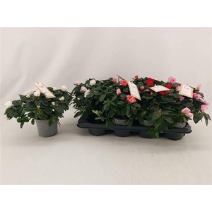 Rhododendron Simsii Grp 'Hellmut Vogel' gemengd 4 soorten