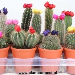 CACTUS VERSIERD