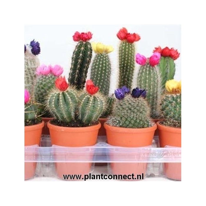 <h4>CACTUS VERSIERD</h4>