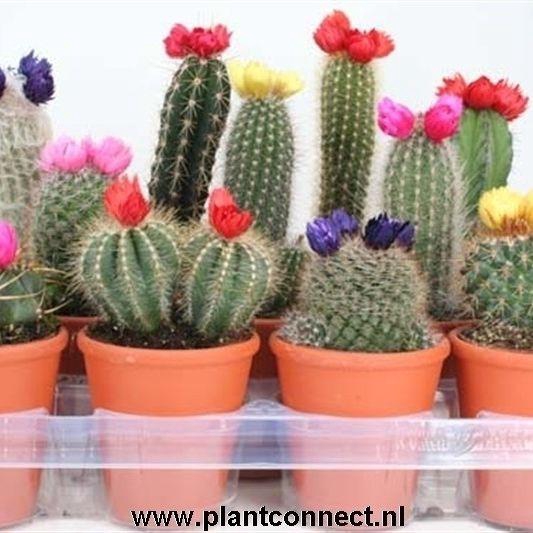 CACTUS VERSIERD
