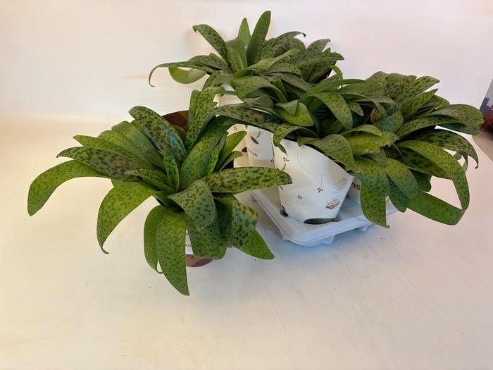 <h4>DRIMIOPSIS MACULATA</h4>