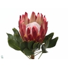 PROTEA CY RED REX KING XL