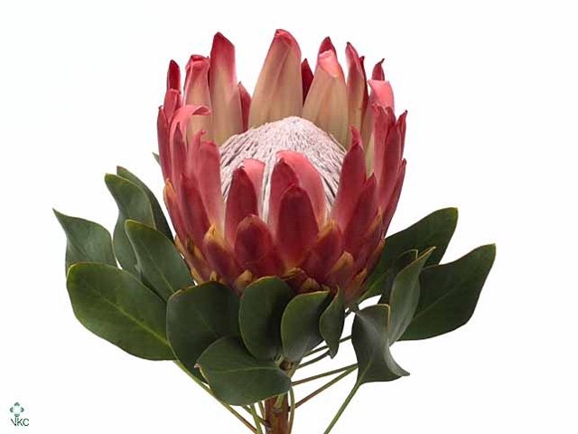 PROTEA CY RED REX KING XL