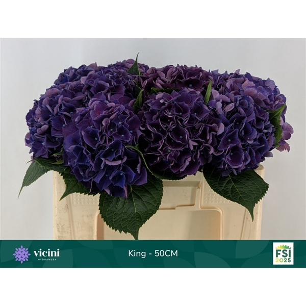 <h4>Hydr King 50 cm Vicini</h4>