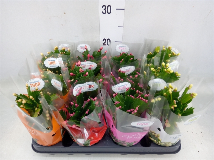 <h4>Schlumbergera   ...</h4>