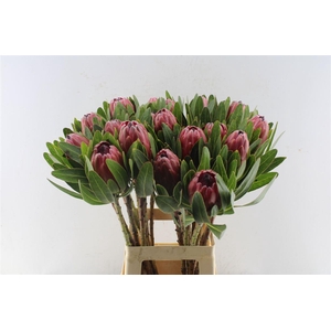 Protea Lancelot