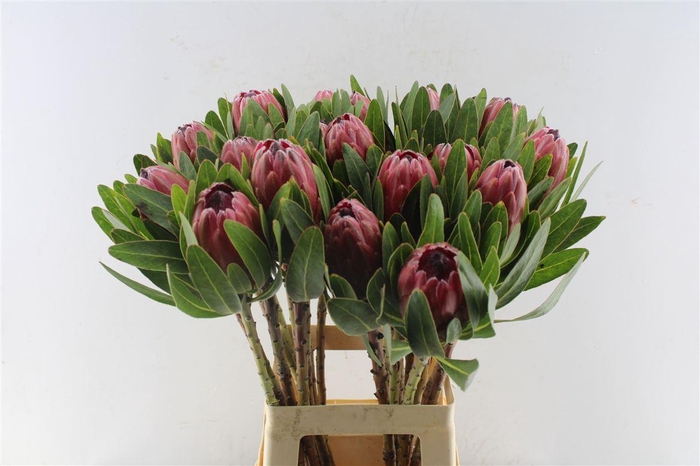 <h4>Protea Lancelot</h4>