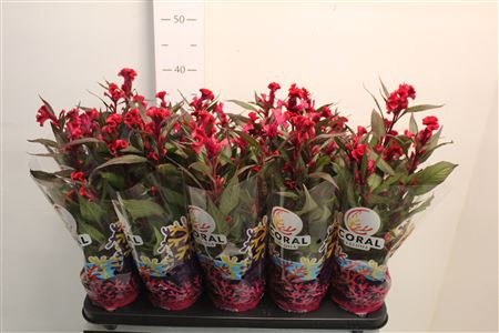 <h4>Cel Cr Hot Top Purpl</h4>
