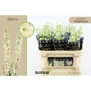 Delph Du Dewi Siberia