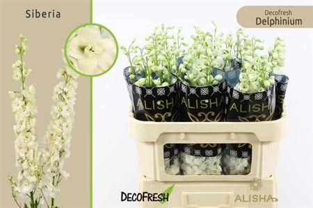 <h4>Delph Du Dewi Siberia</h4>