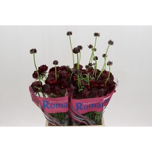 Ranunculus Romance Perigord