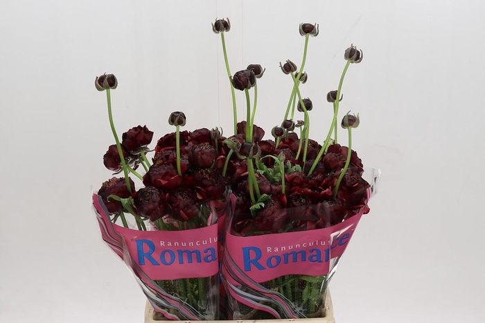 <h4>Ranunculus Romance Perigord</h4>