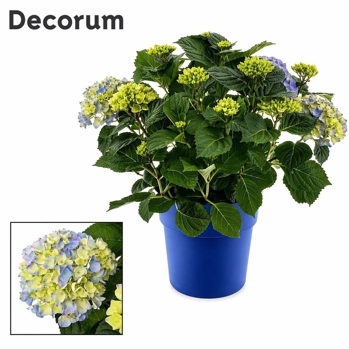 <h4>Hydrangea Bol Blue 10 - 15 kop in gekleurde sierpot (Decorum)</h4>
