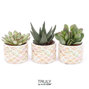 TRULY Succulent, Sun