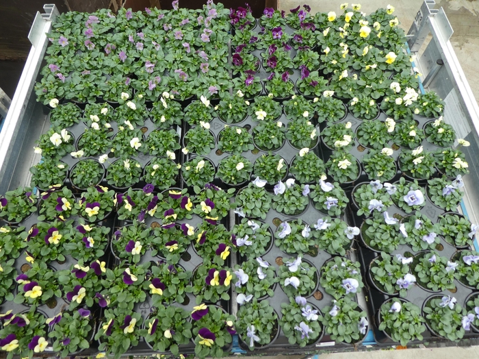 <h4>VIO CORNUTA</h4>