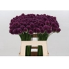Allium Sphaerocephalon