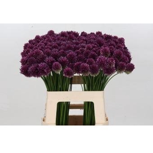 Allium Sphaerocephalon