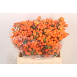 Capsicum Orange Candy