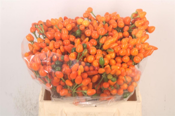 <h4>Capsicum Orange Candy</h4>