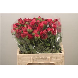 Paeo L Com Performance