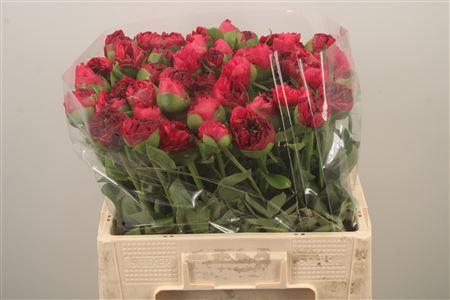 <h4>Paeo L Com Performance</h4>