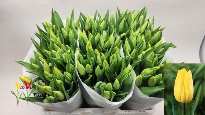 <h4>TU EN STRONG GOLD</h4>