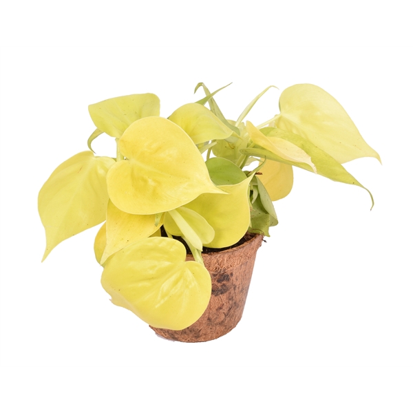 <h4>Philodendron scandens 'Micans Lime' met Nature's Chance Kokospot</h4>