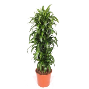 Dracaena Hawaiian Sunshine