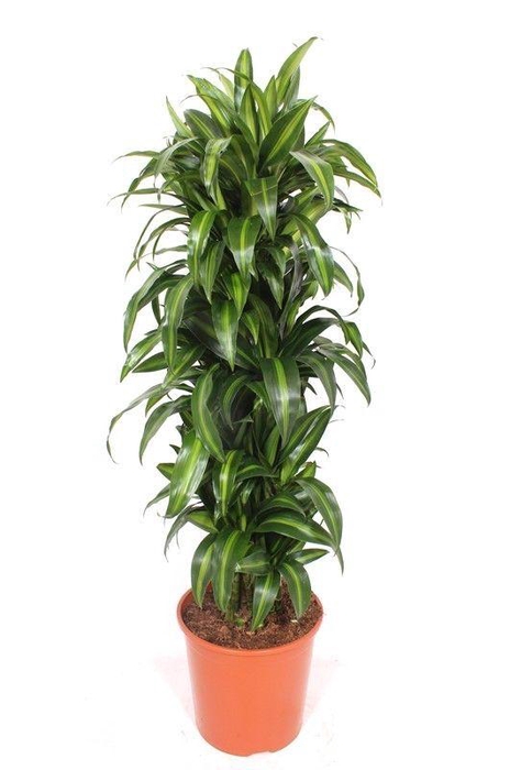 <h4>Dracaena Hawaiian Sunshine</h4>