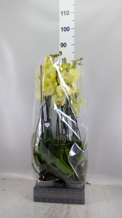 <h4>Phalaenopsis  'Golden Coin'</h4>