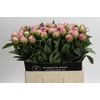 Paeonia Jacorma